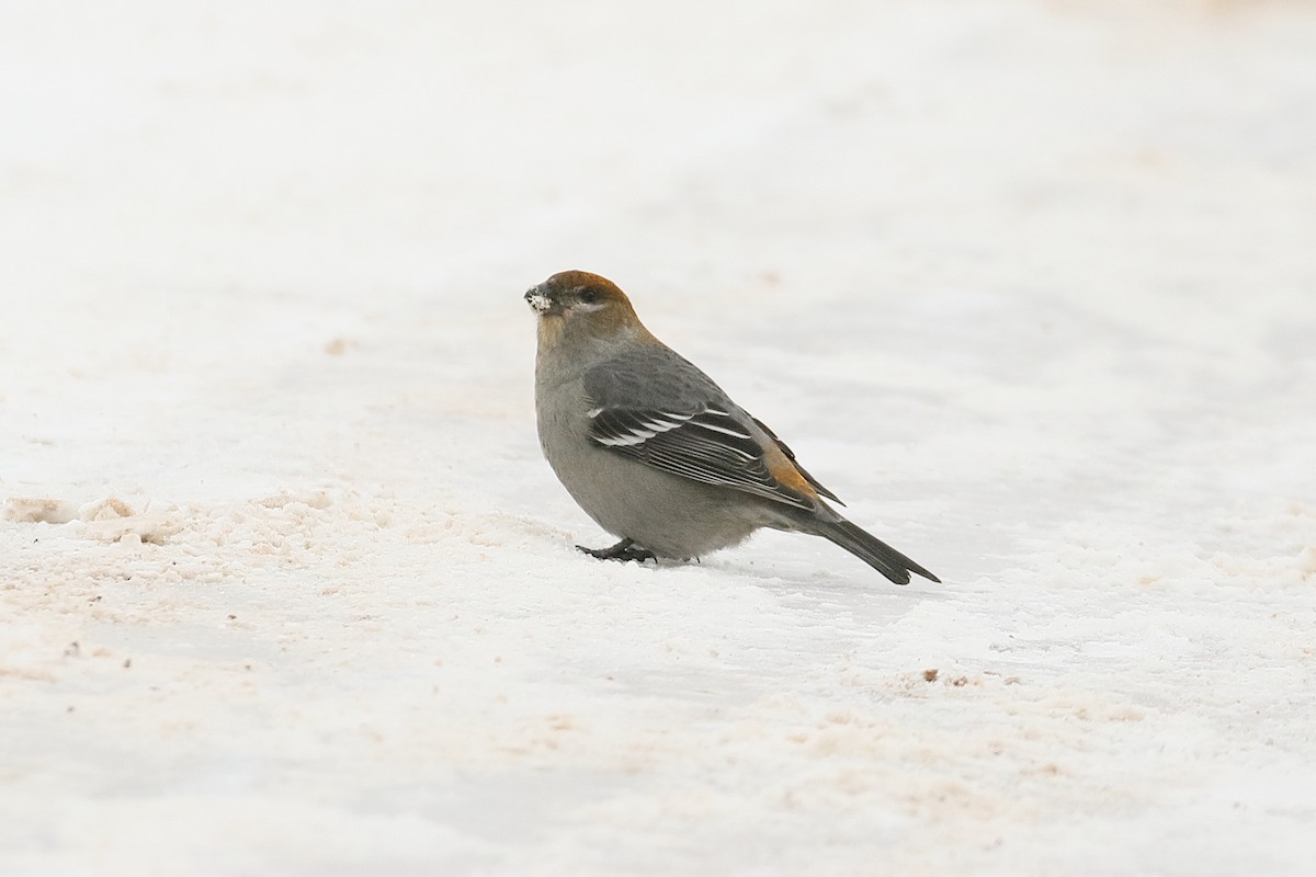 Pine Grosbeak - ML425875941