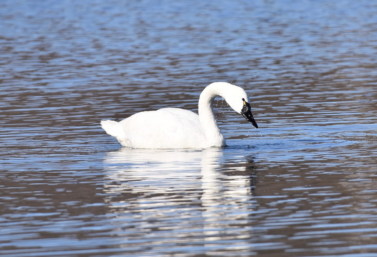 Tundra Swan - ML425876111