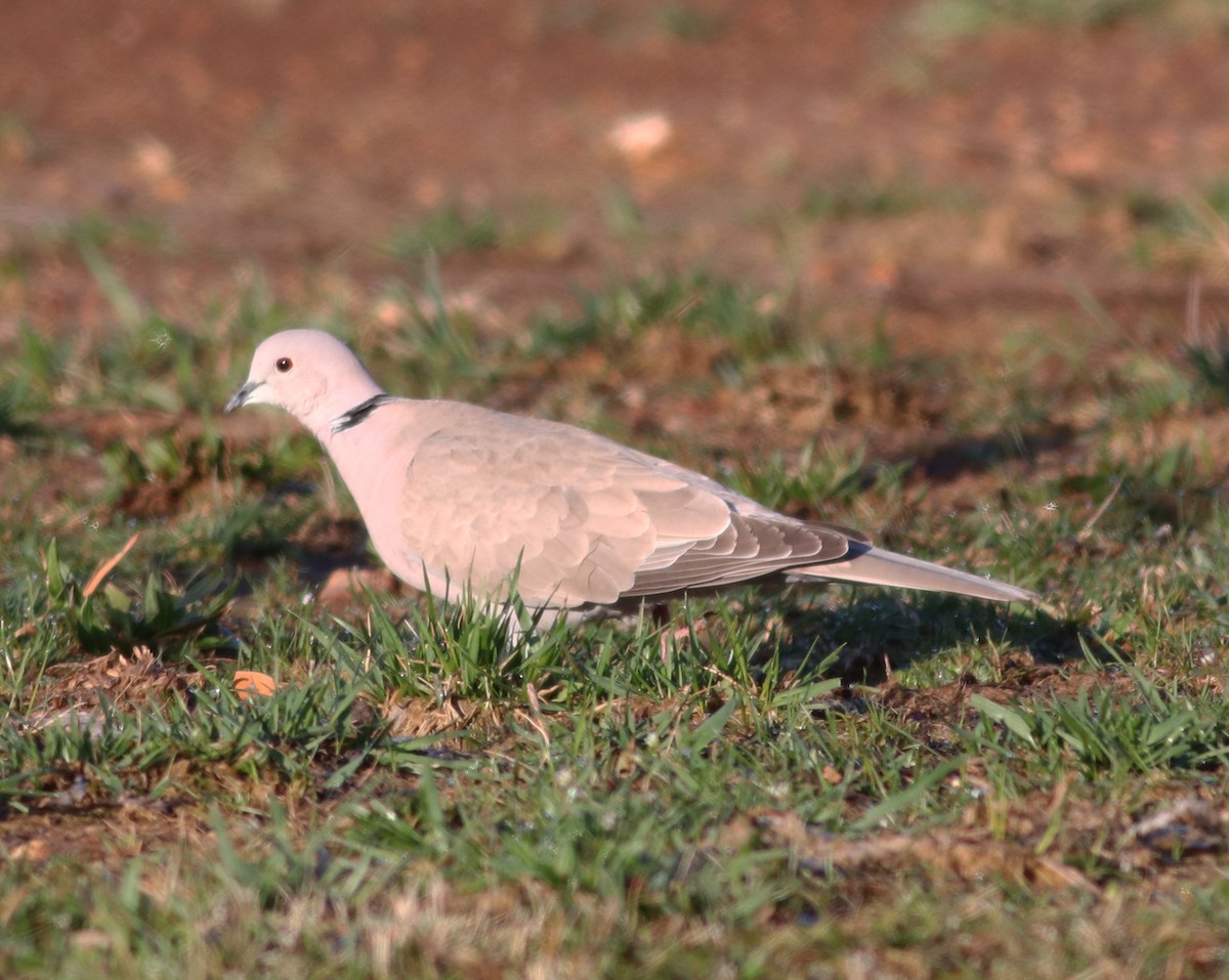 Eurasian Collared-Dove - Gary Graves