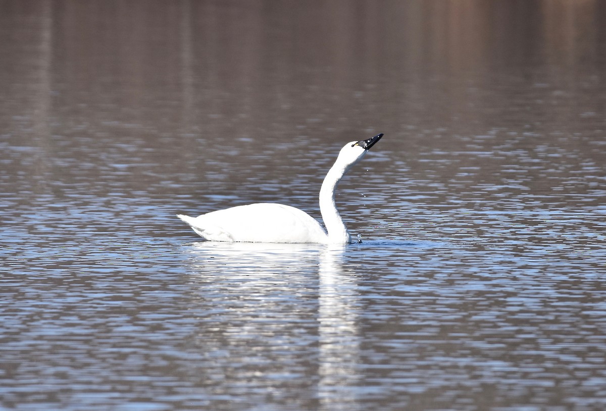 Cygne siffleur - ML425876481