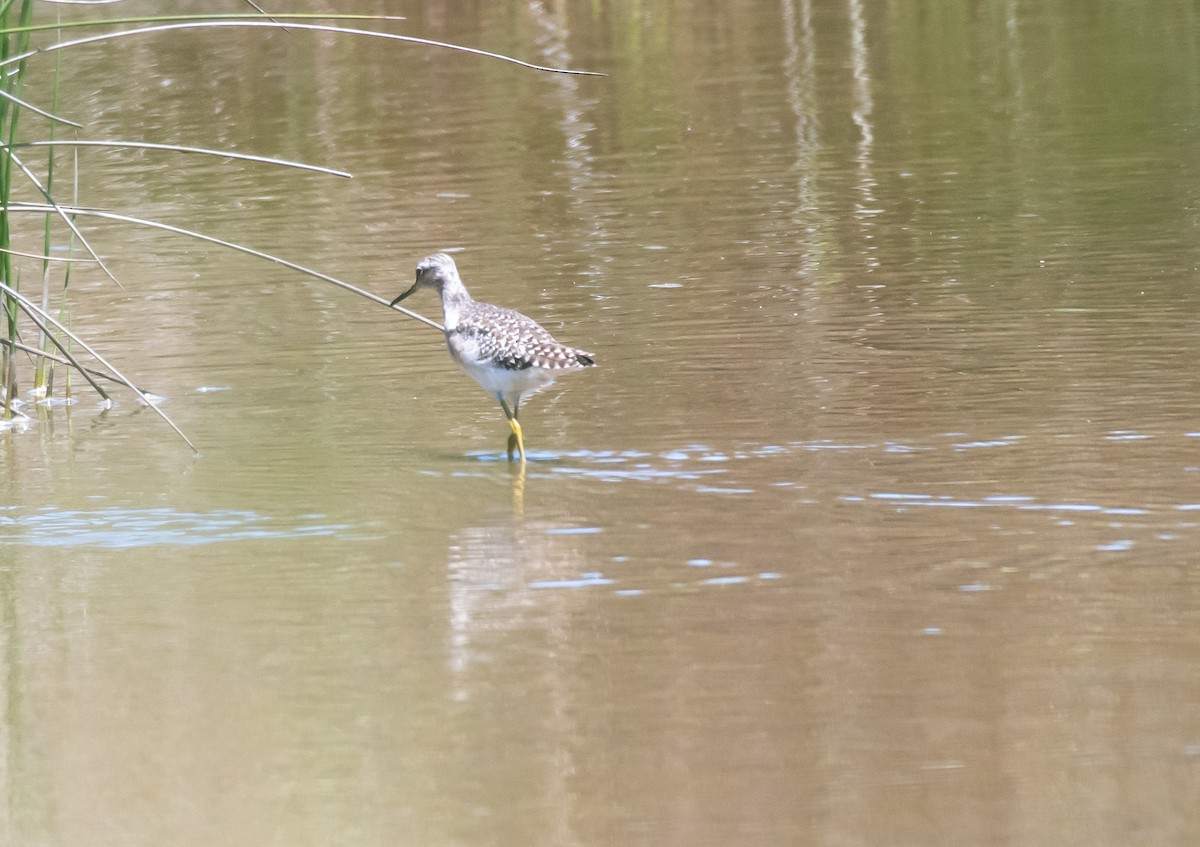 Common Greenshank - ML425876851