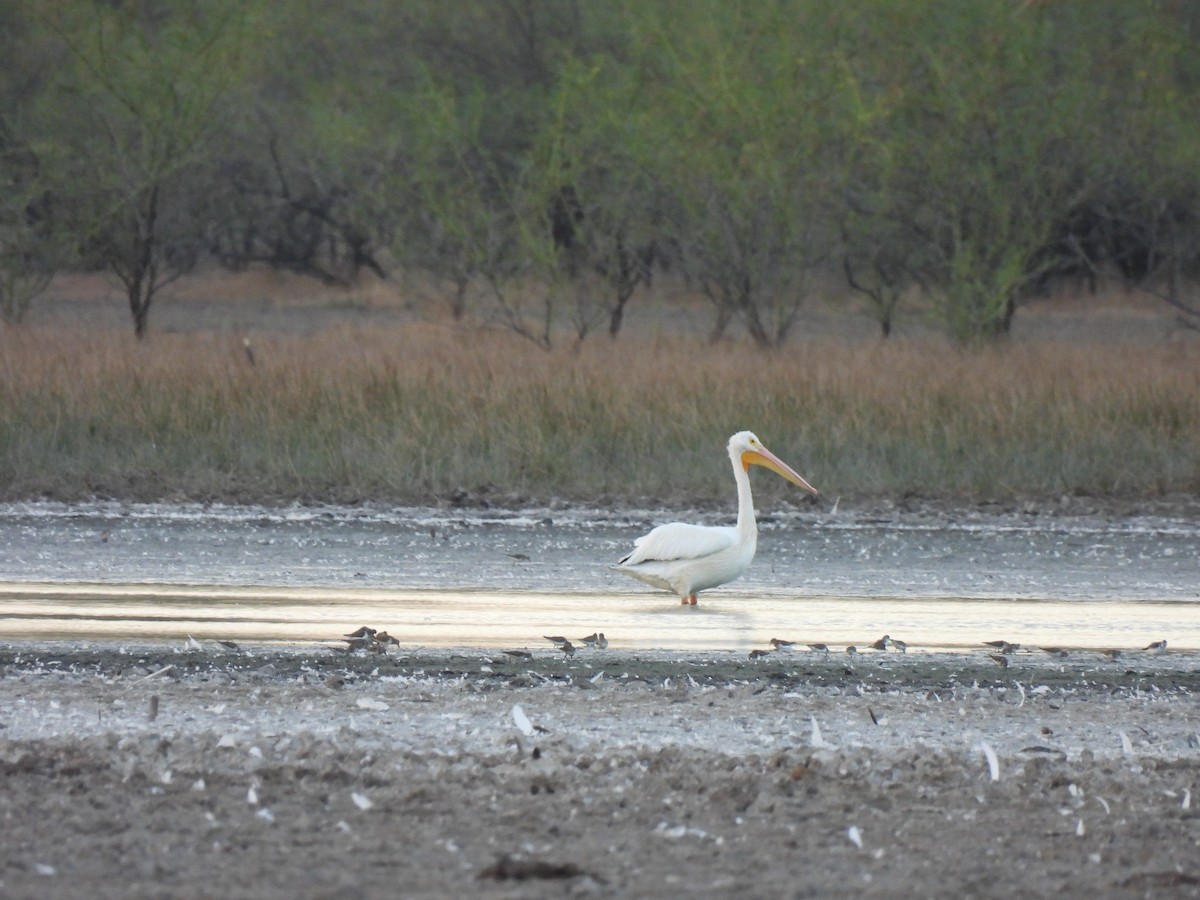 American White Pelican - ML425877341