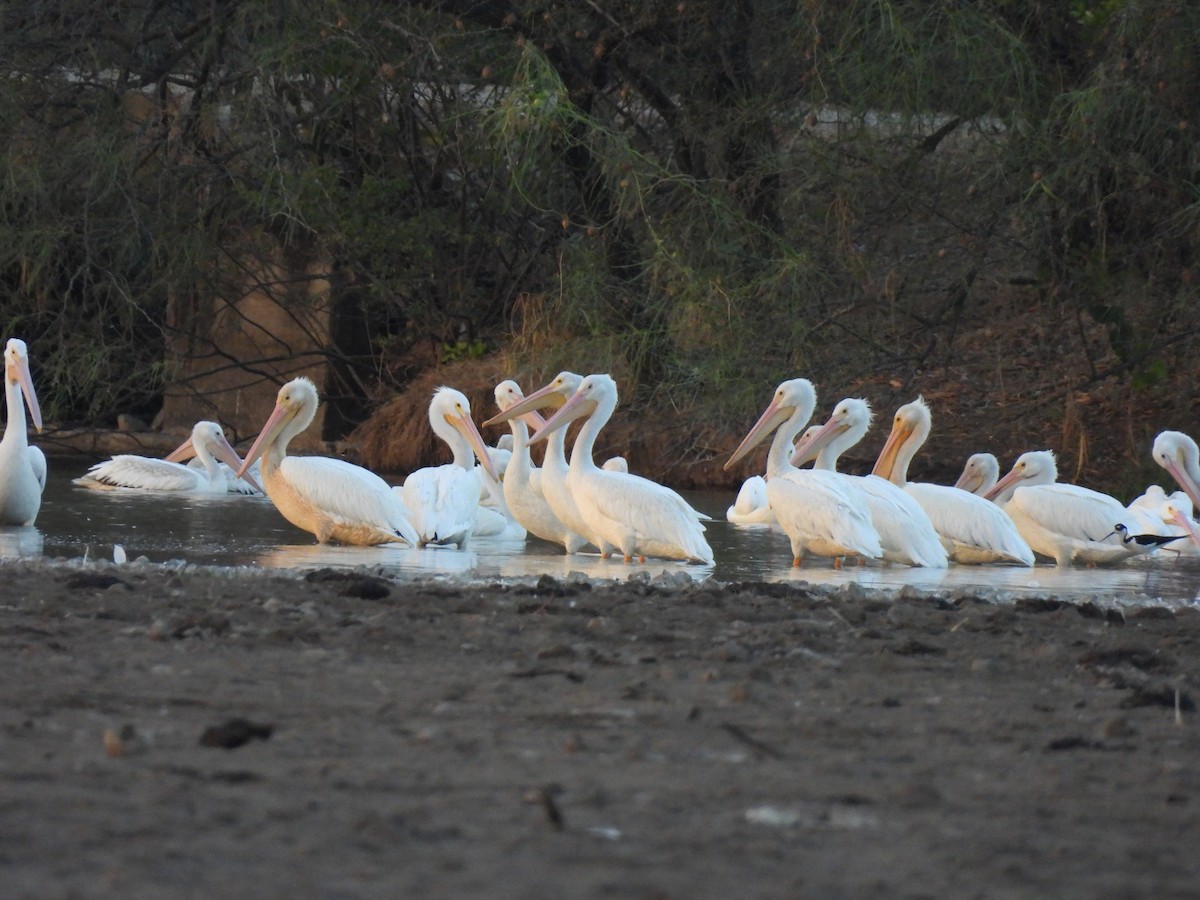 American White Pelican - ML425878371