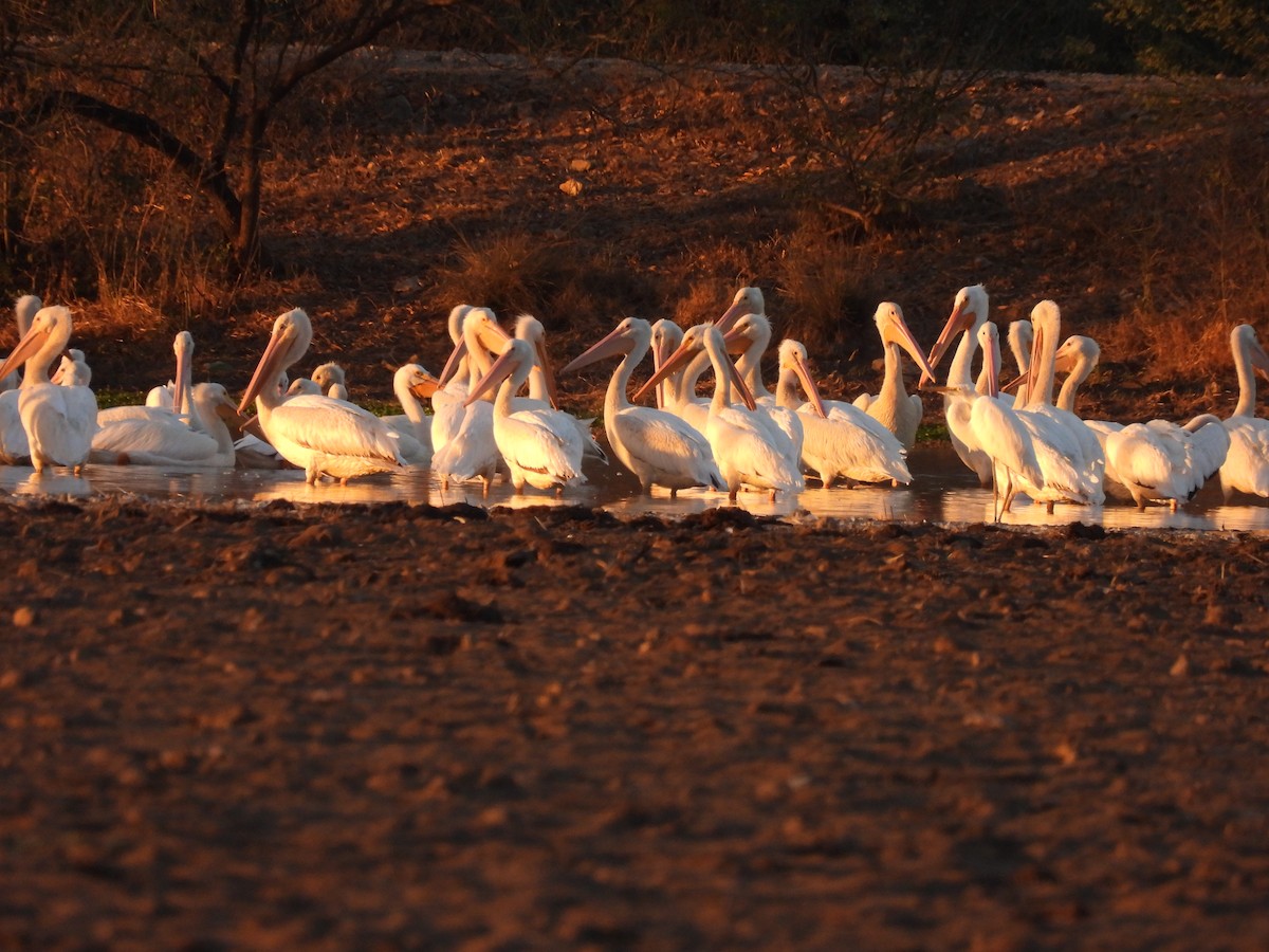 American White Pelican - ML425878441