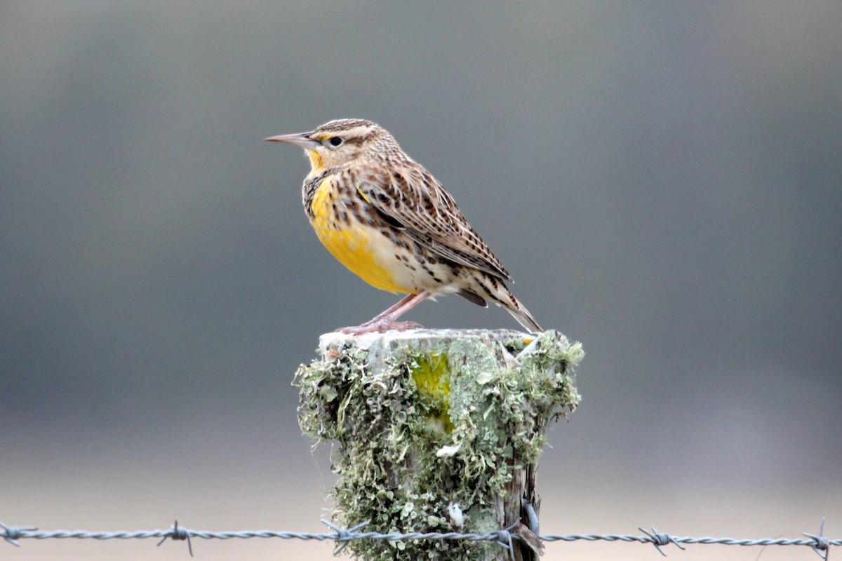 Eastern Meadowlark - ML42587961