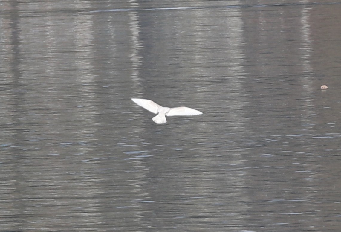 Glaucous Gull - ML425880571