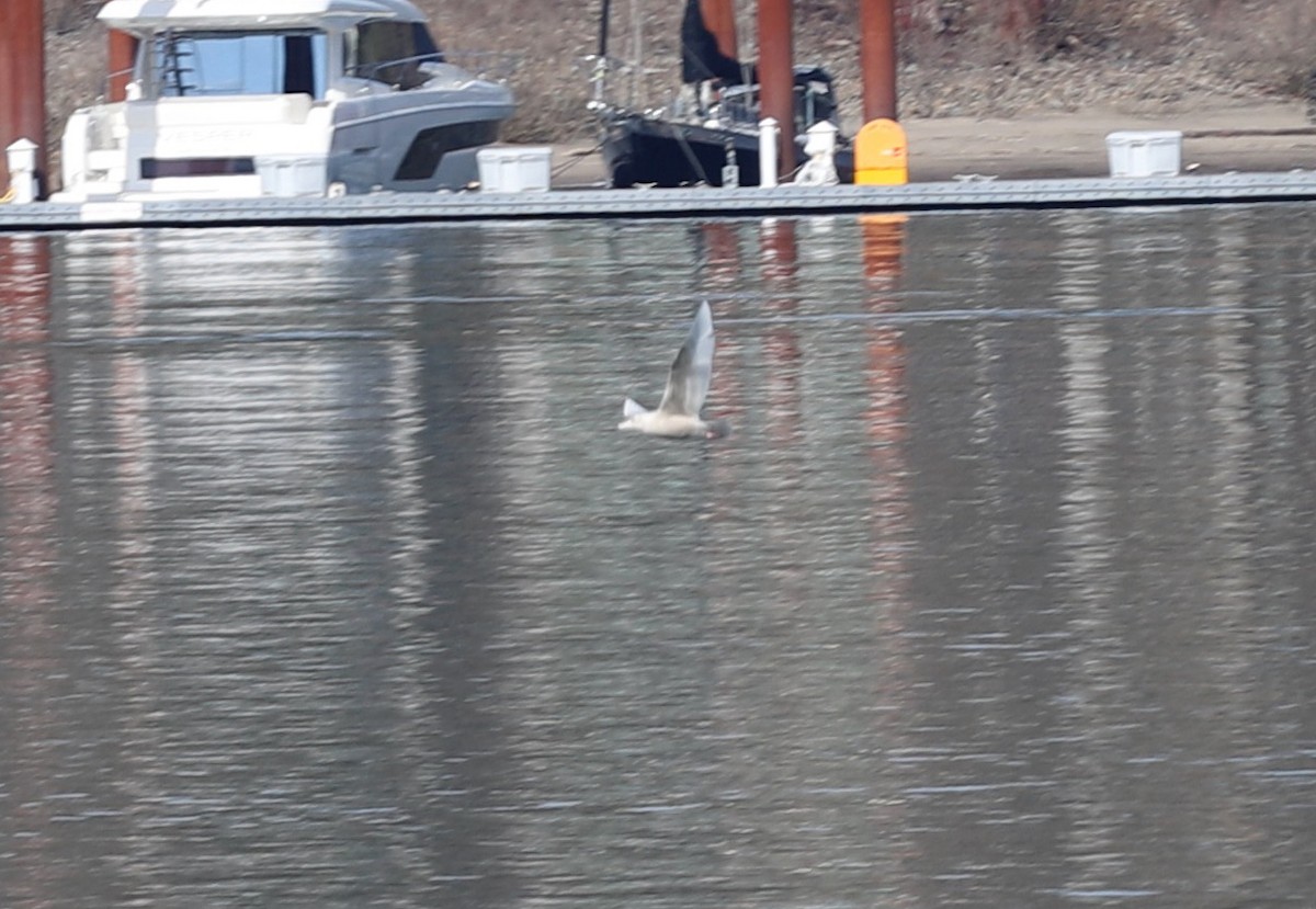 Glaucous Gull - ML425880581