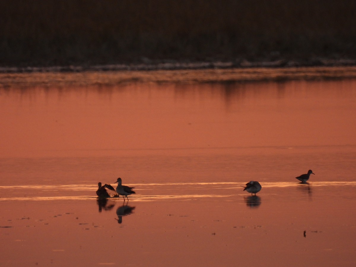 Wilson's Phalarope - ML425881591