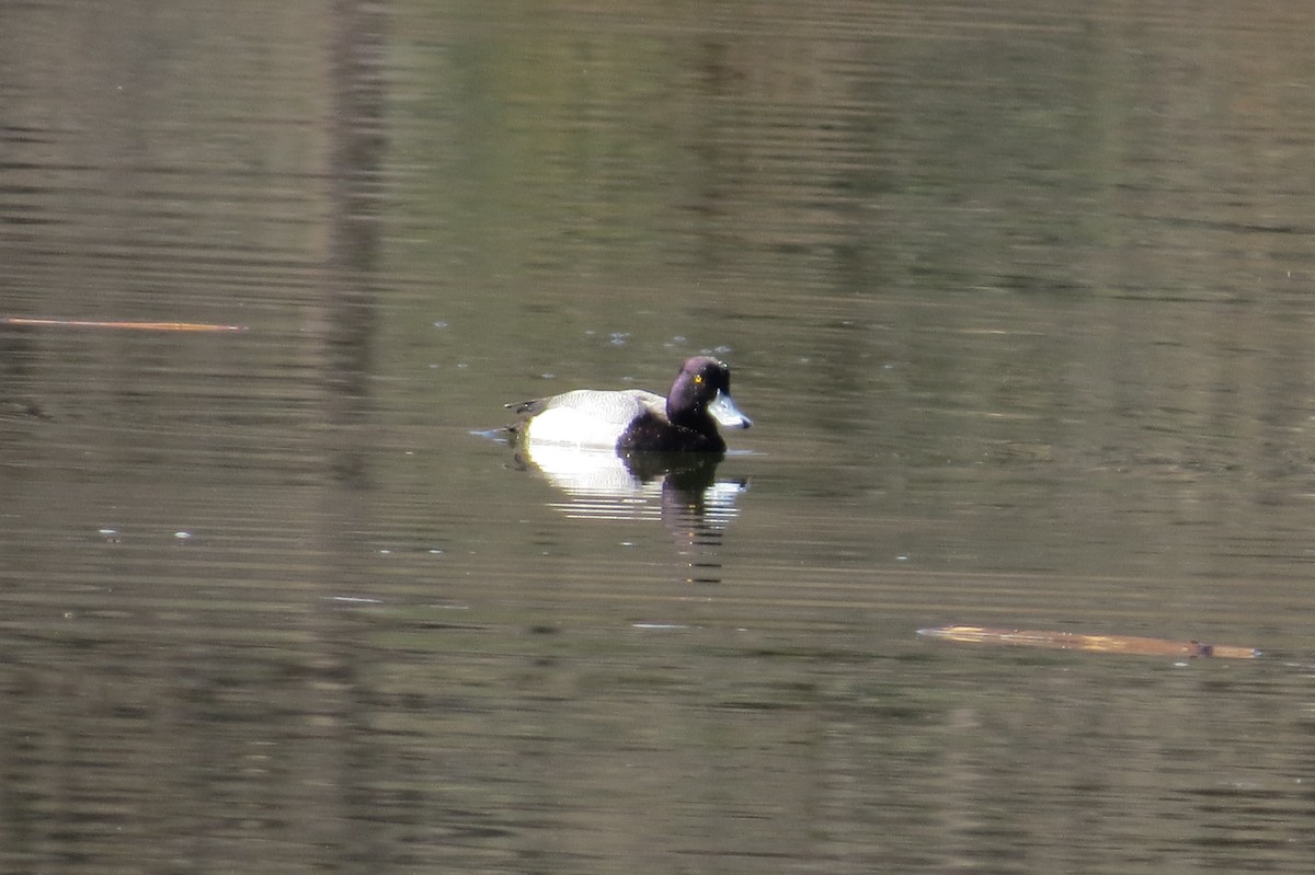 Lesser Scaup - ML425882791