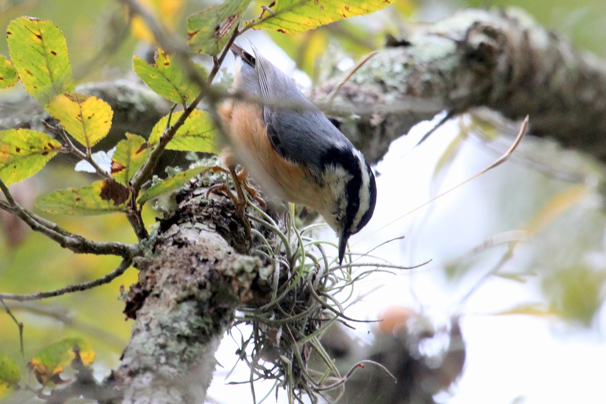 Red-breasted Nuthatch - Mark Scheuerman