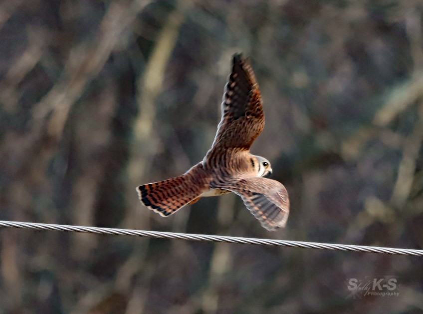 American Kestrel - Shelly Kehrle.Sulser