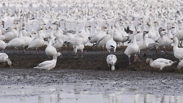 Snow Goose - ML425884081