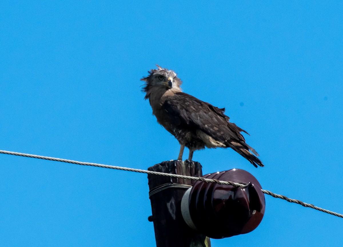 Fasciated Snake-Eagle - ML425884451