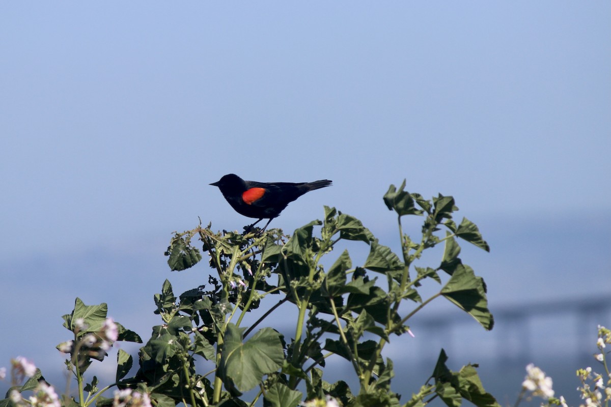 Red-winged Blackbird - ML425884911