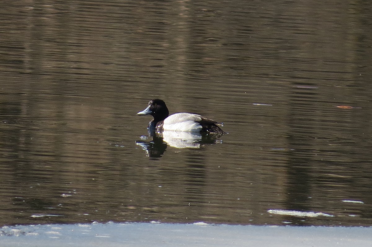 Lesser Scaup - ML425884981