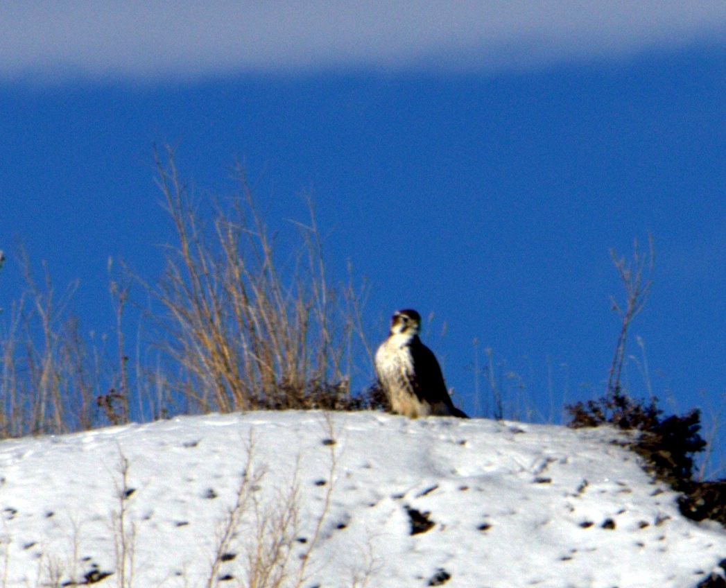 Faucon des prairies - ML42588731