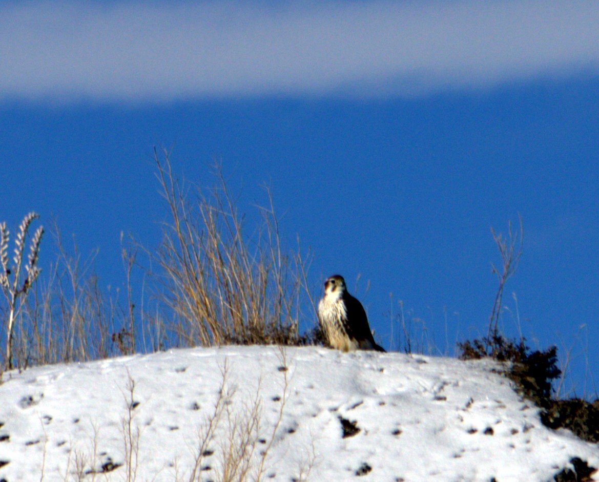 Prairie Falcon - Mark Brown
