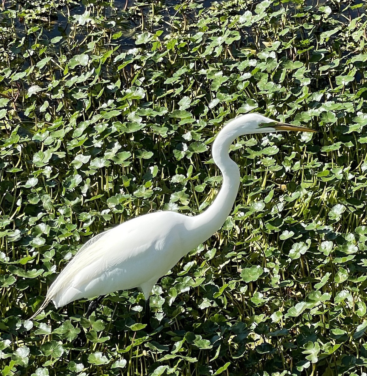 Great Egret - ML425887861