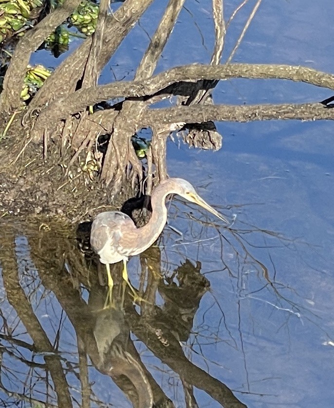 Tricolored Heron - ML425887911