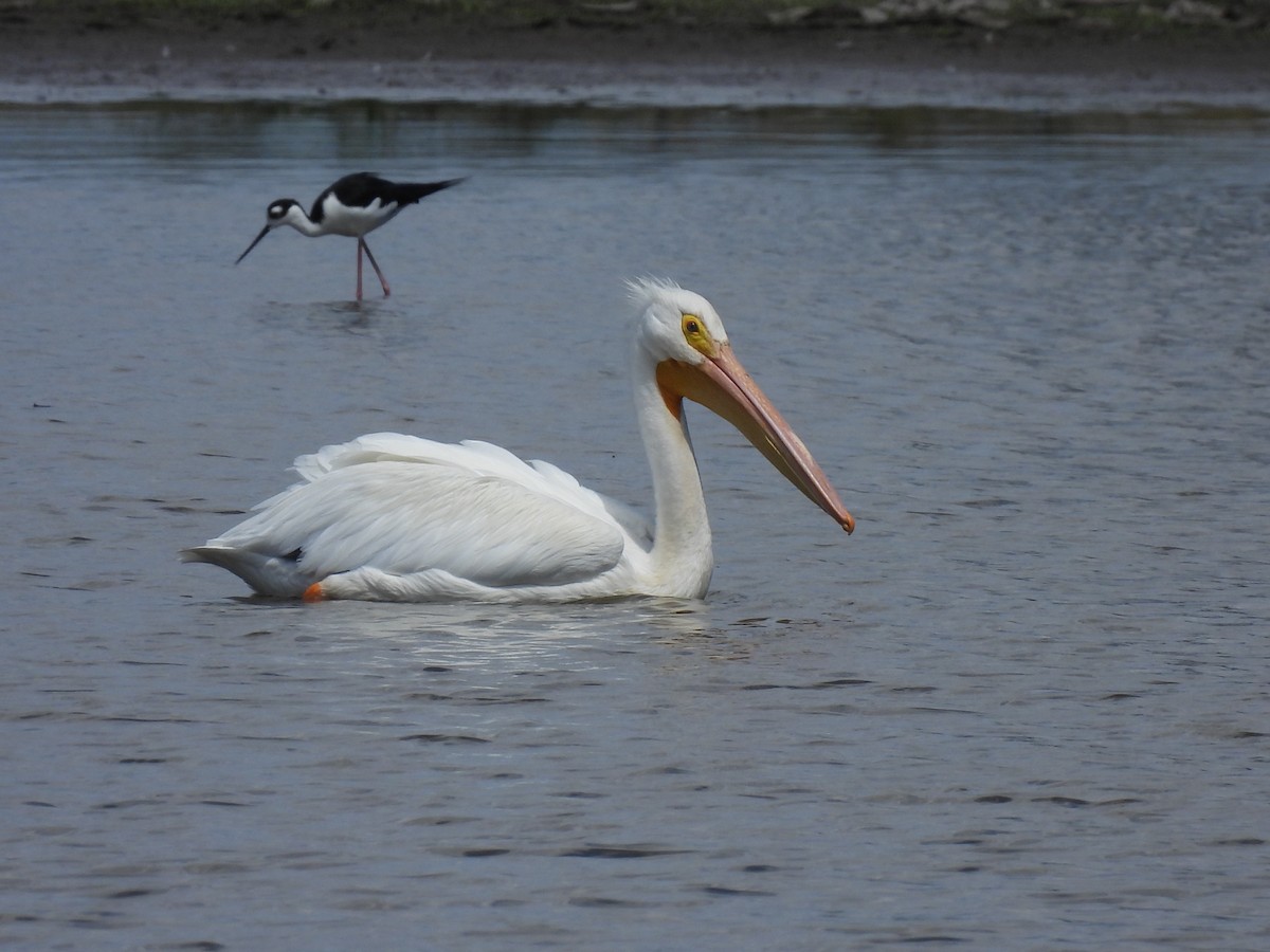 American White Pelican - ML425887971