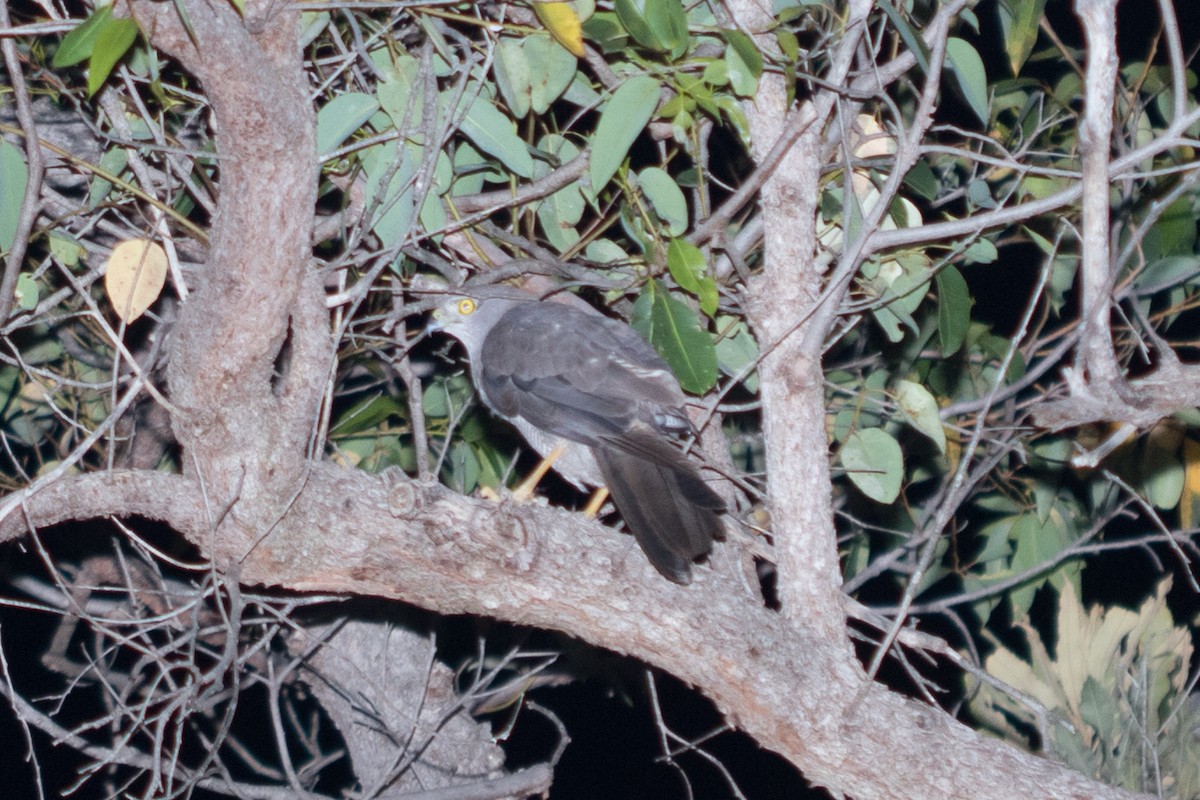 Collared Sparrowhawk - ML42588891