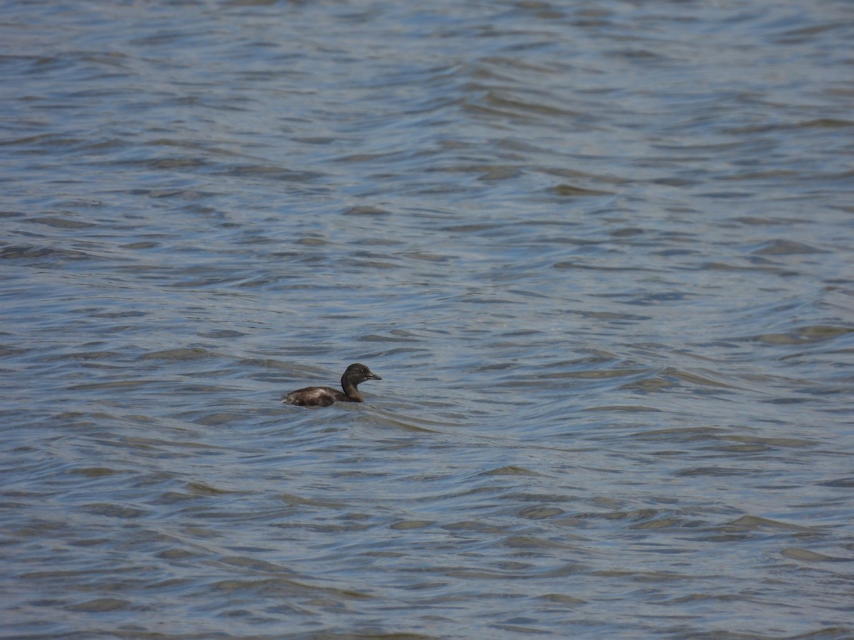 Least Grebe - Nhering Daniel Ortiz Lobo