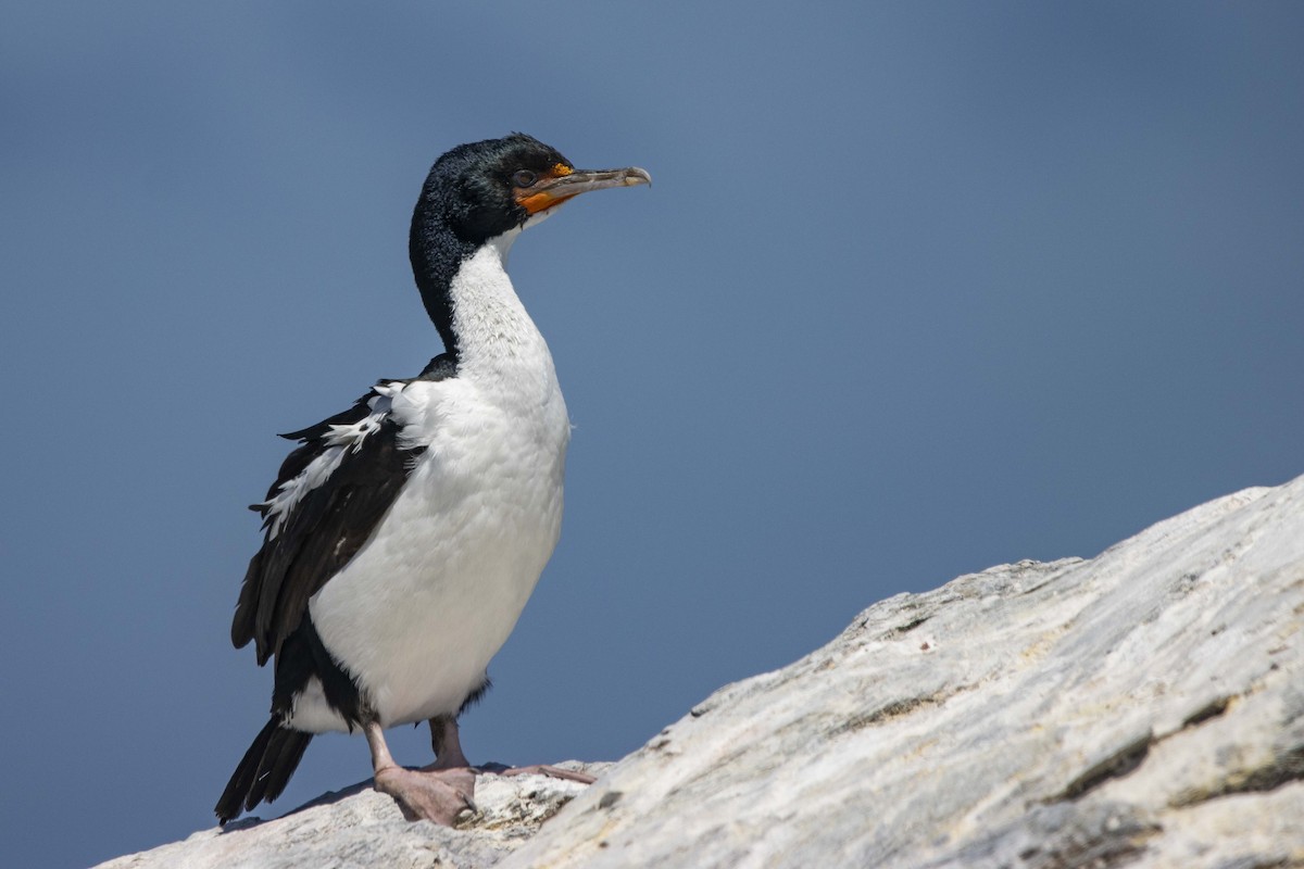 Chatham Islands Shag - Oscar Thomas