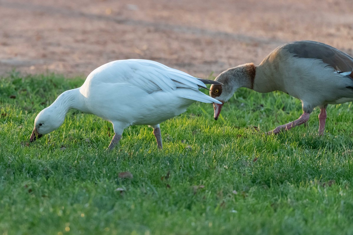 Snow Goose - ML425891481