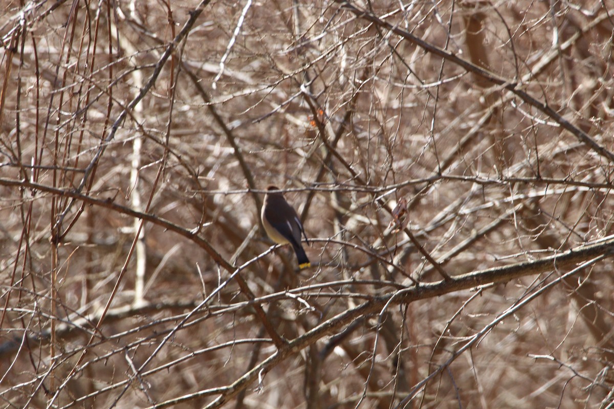 Cedar Waxwing - ML425891751