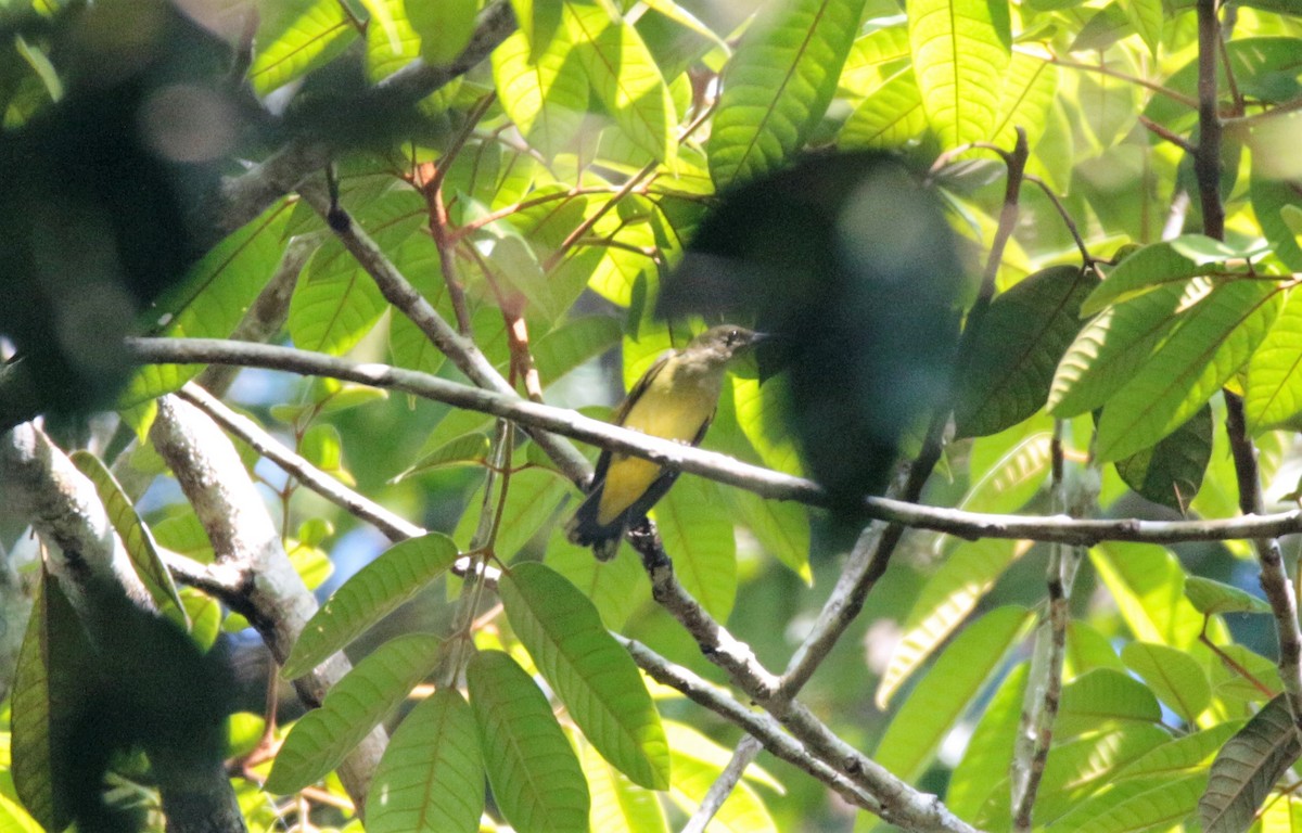 Little Spiderhunter - ML42589191