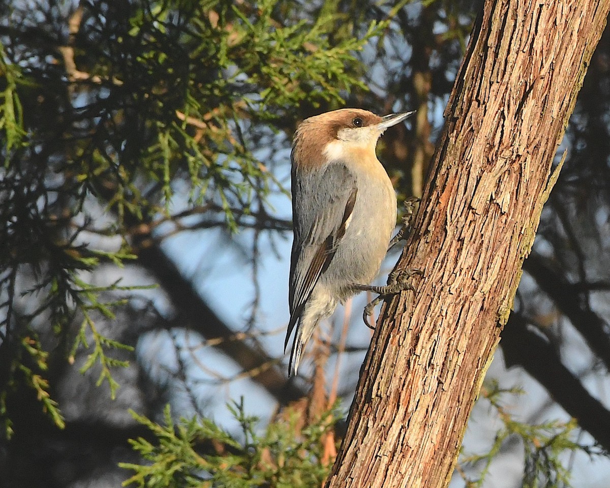 Brown-headed Nuthatch - ML425895521