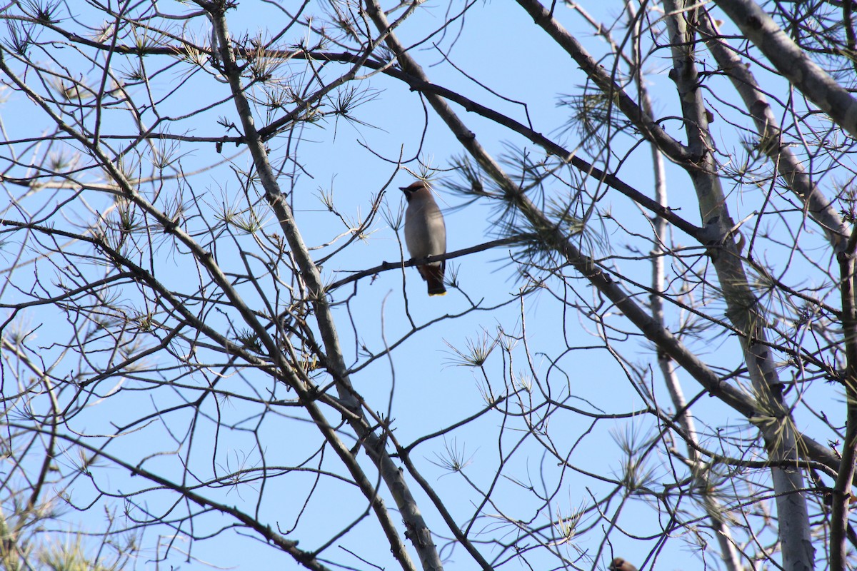 Bohemian Waxwing - ML425895551