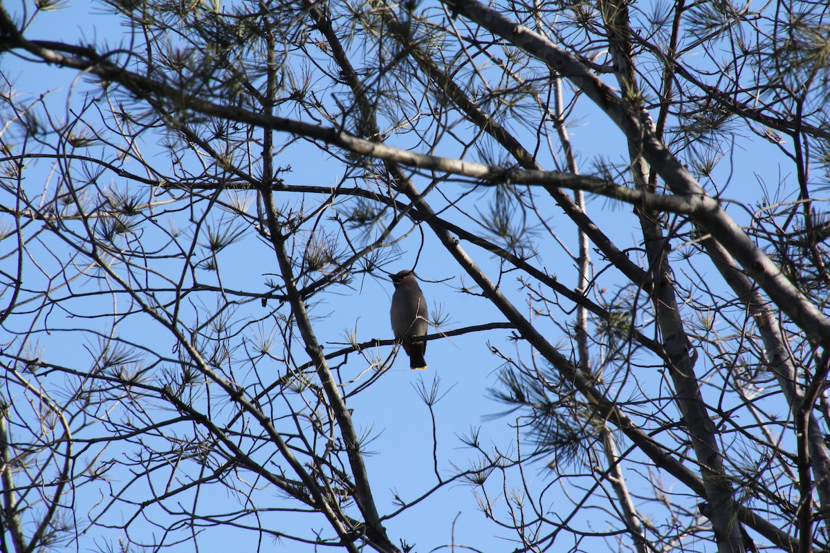 Bohemian Waxwing - ML425895561