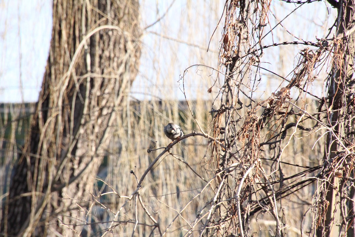 Red-billed Starling - ML425896181