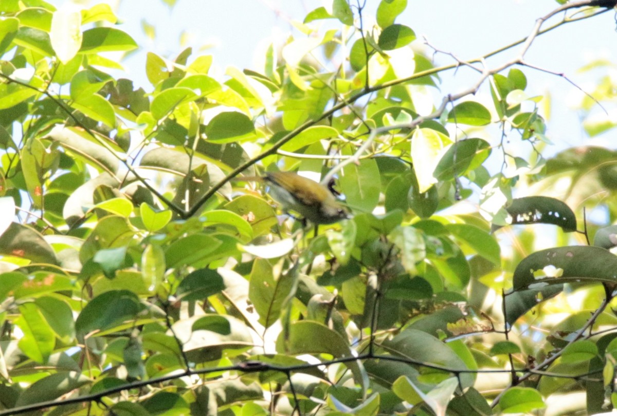 White-bellied Erpornis - Fadzrun A.