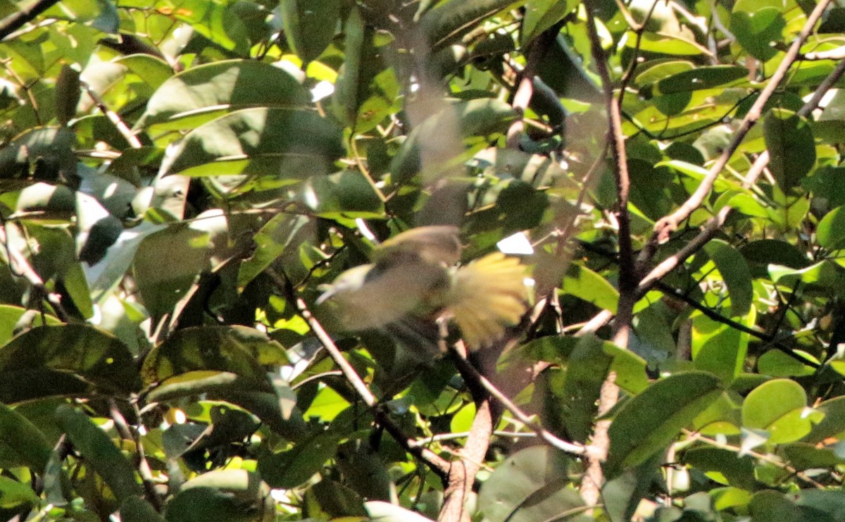 Yuhina Ventriblanca - ML42589631