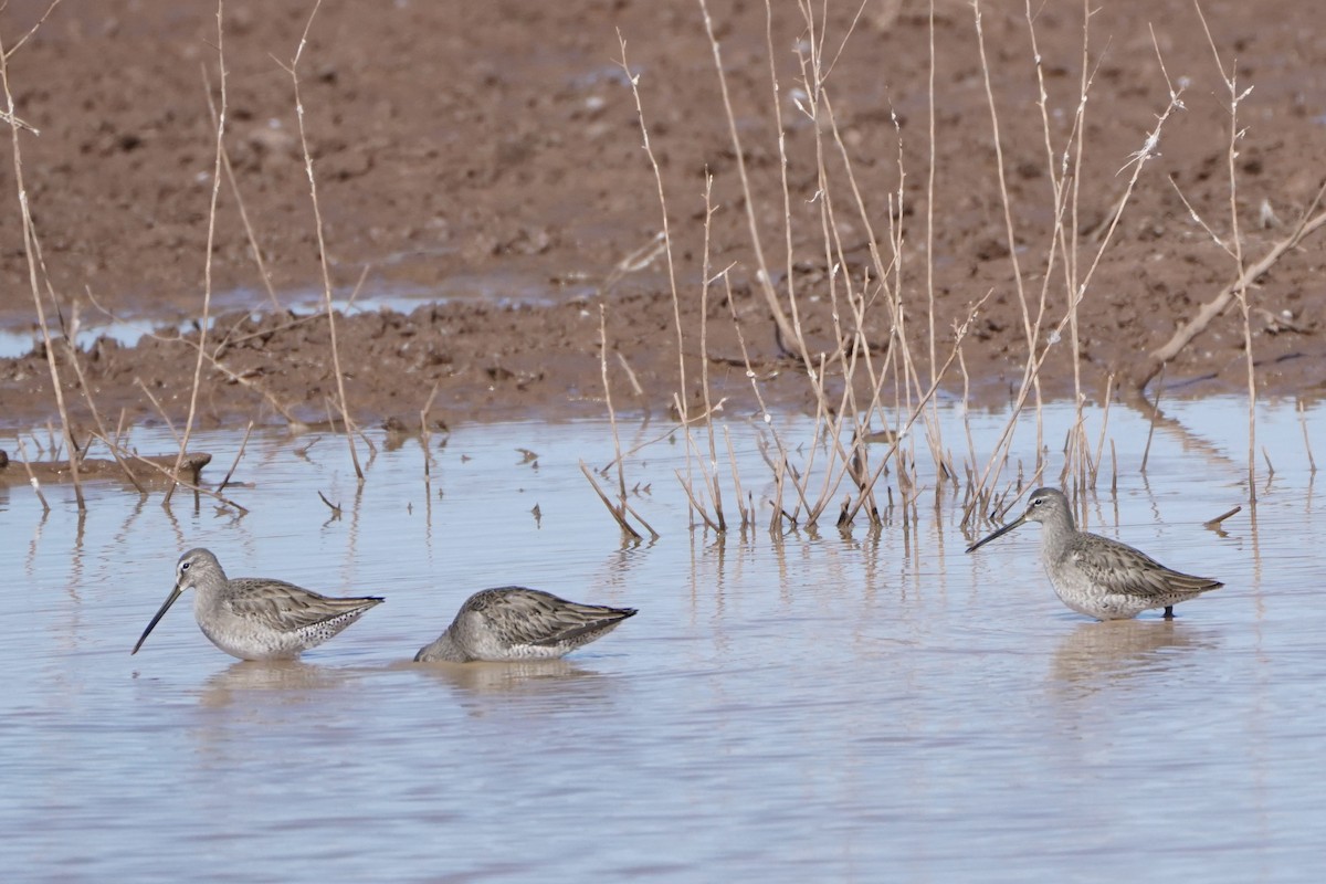 Long-billed Dowitcher - ML425896501