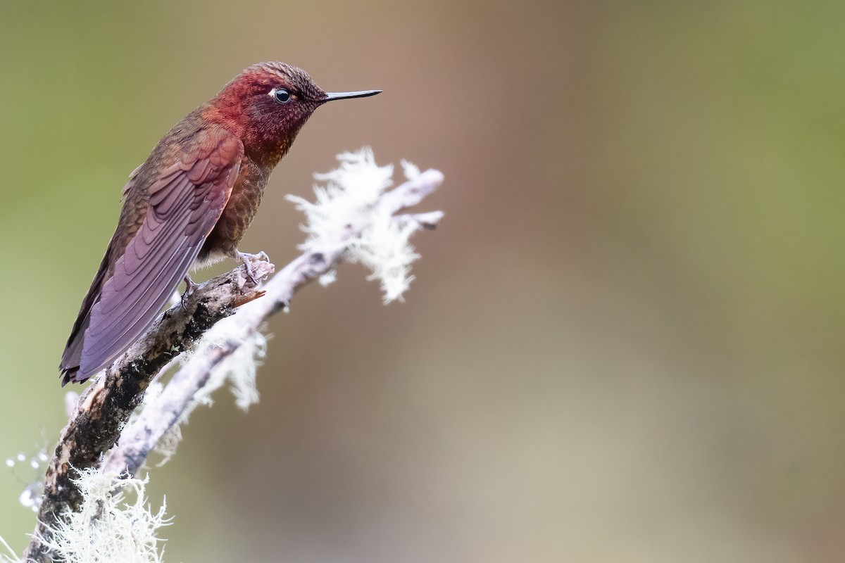Coppery Metaltail - Ben Lucking
