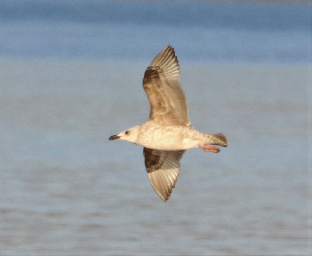 Lesser Black-backed Gull - ML425897321