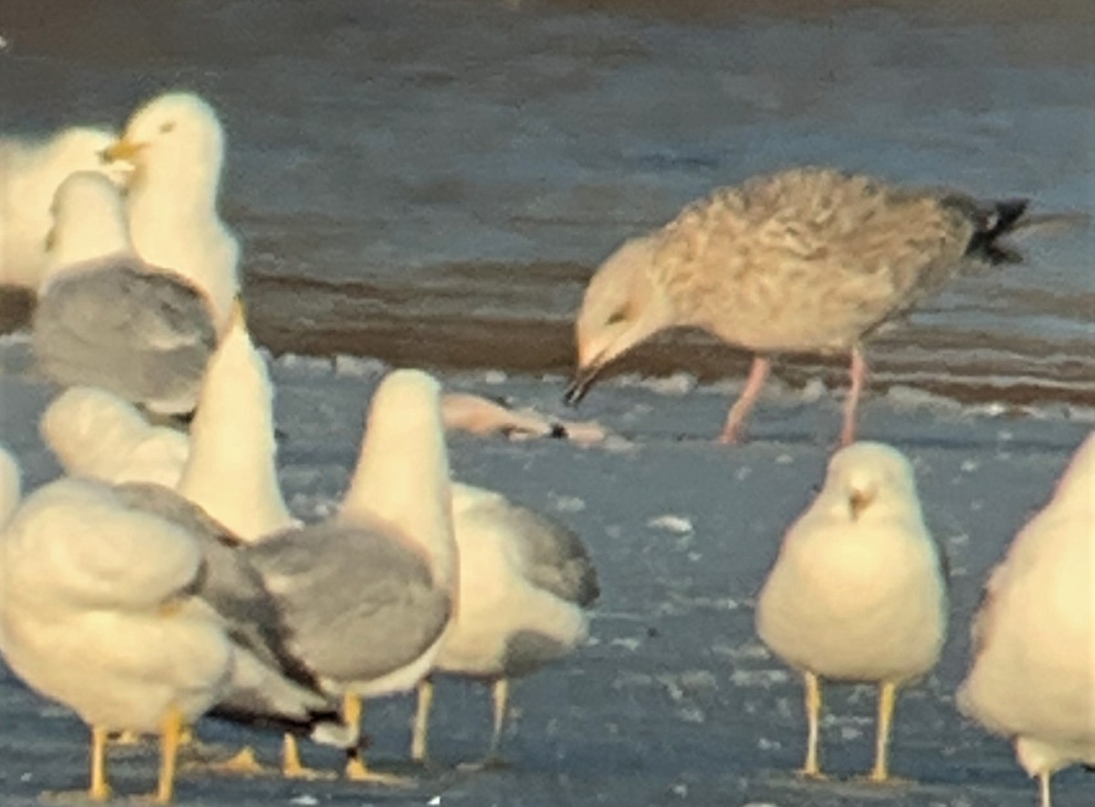 Lesser Black-backed Gull - ML425897341