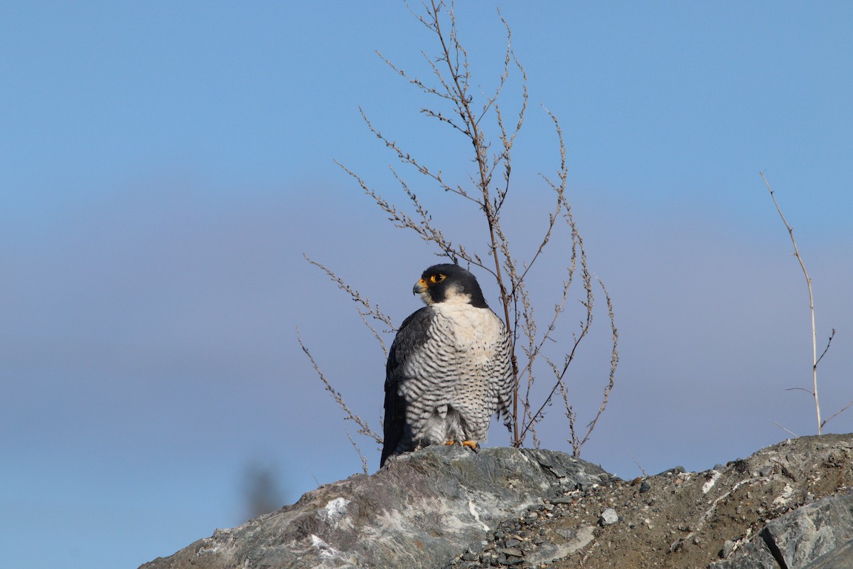 Peregrine Falcon - ML425897501