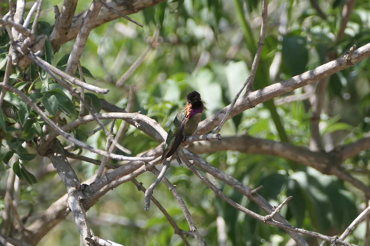 Anna's Hummingbird - bonnie henson
