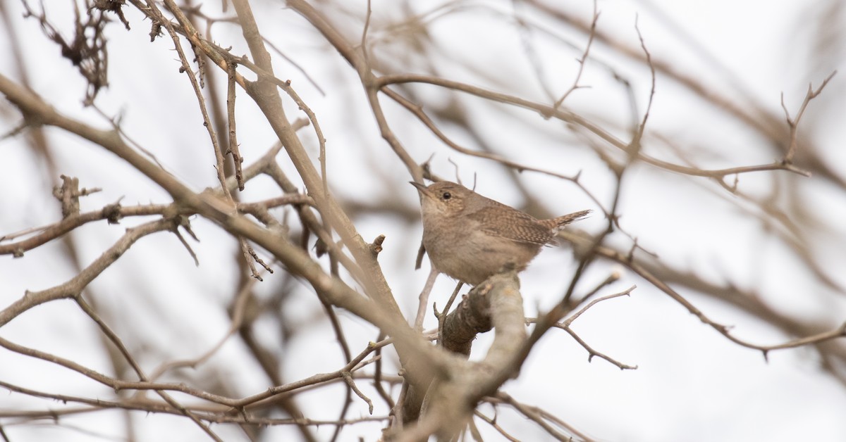 Northern House Wren - ML425898371