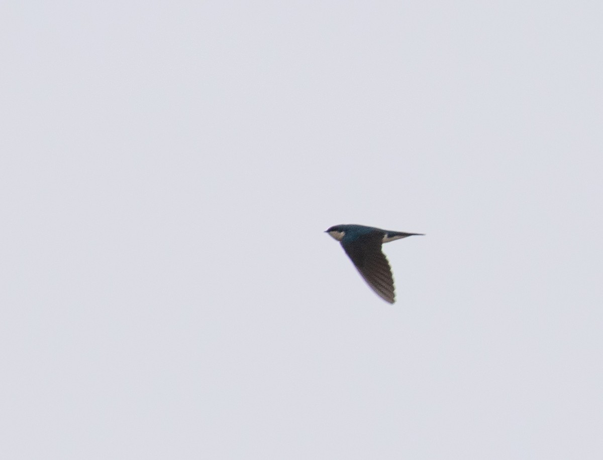 Tree Swallow - ML425898421