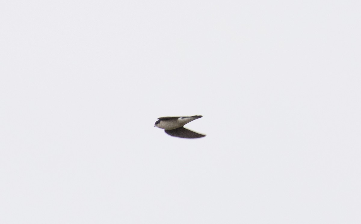 Tree Swallow - ML425898431