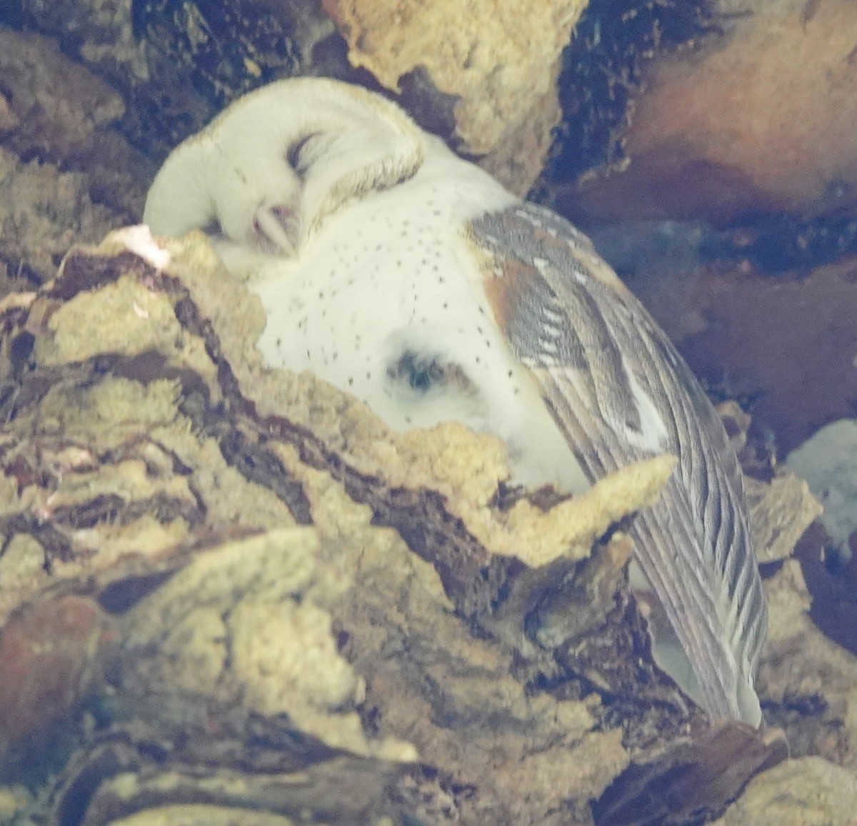 Barn Owl (Eastern) - Alan Coates