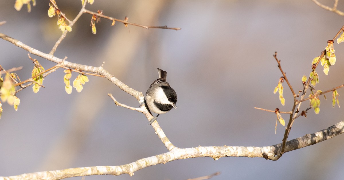 Carolina Chickadee - Sanjay Karanth