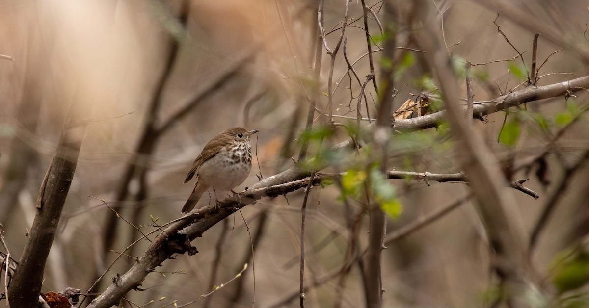 Hermit Thrush - ML425900361