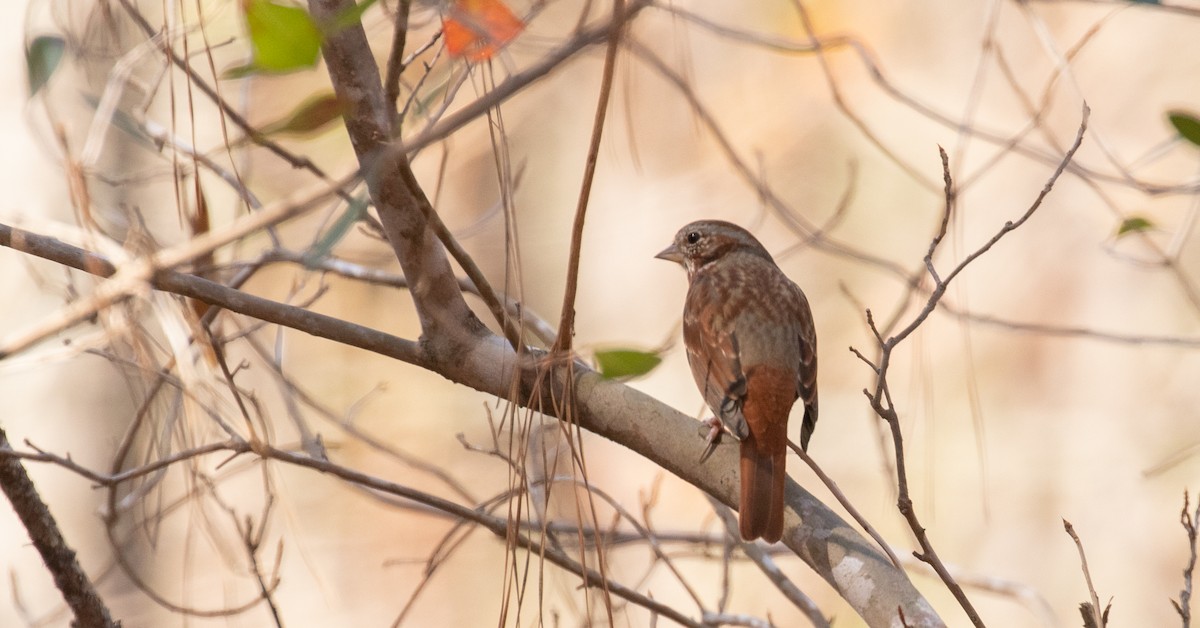 Fox Sparrow - ML425900811