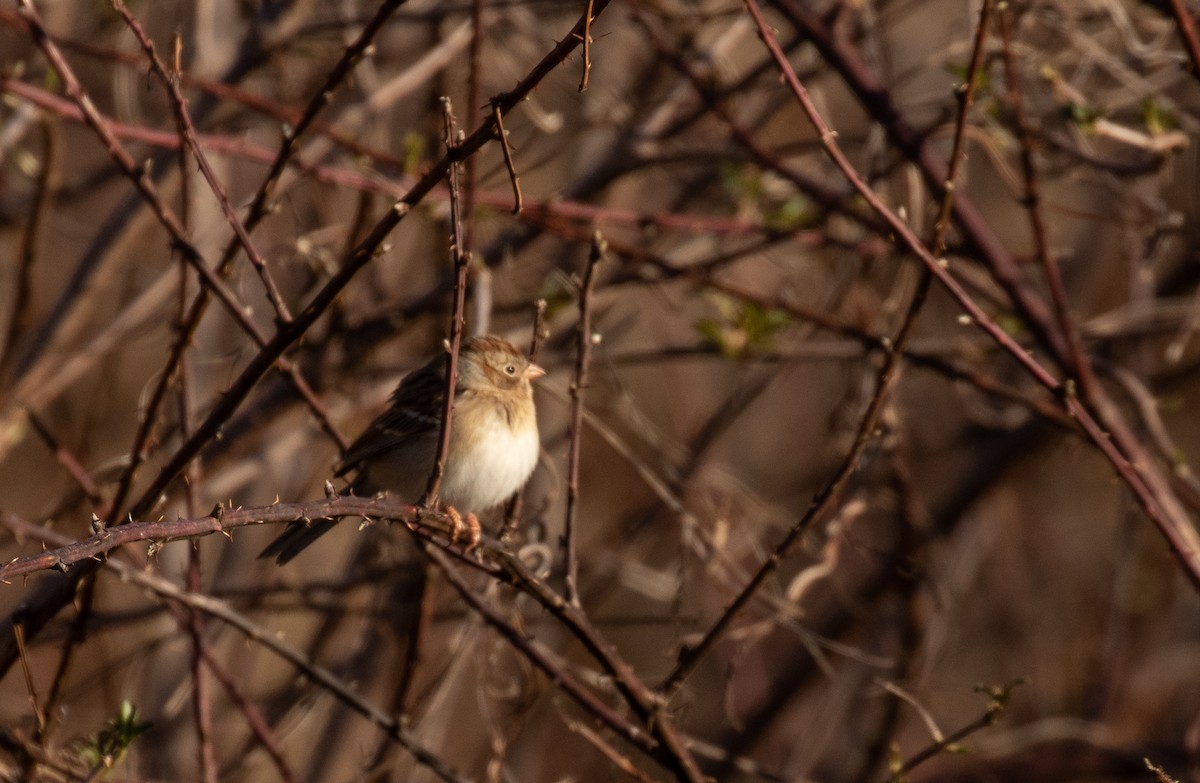 Field Sparrow - ML425900981